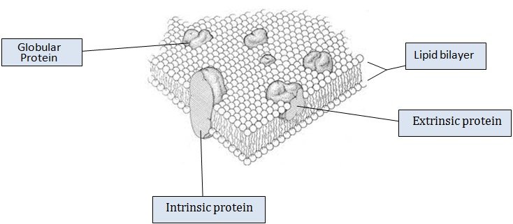 fluid mosaic model of plasma membrane